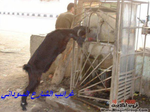 اضغط هنا وشوف الى احبه