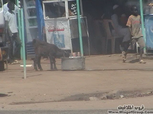 اضغط هنا وشوف الى احبه