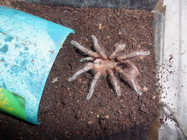 蛻皮後的巴西粉紅喔閃亮亮 蜘蛛類交流討論板