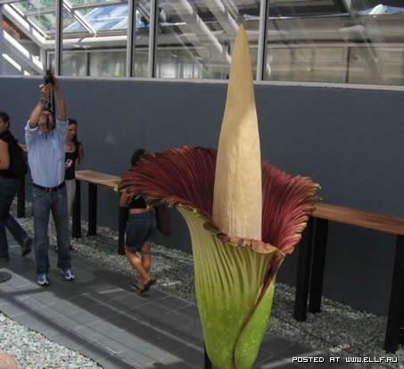[Rafledelia-World's-Largest-Flower-In-Indonesia.jpg]