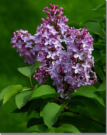 Amazing_Purple_Flowers_2