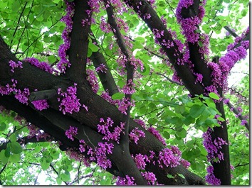 Amazing_Purple_Flowers_7