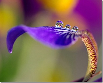 Amazing_Purple_Flowers_11