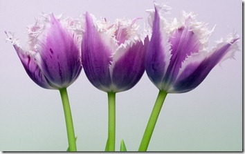 Amazing_Purple_Flowers_14