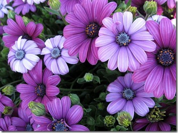 Amazing_Purple_Flowers_15