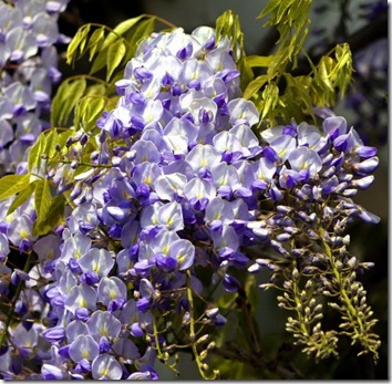 Amazing_Purple_Flowers_17