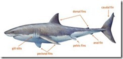 Top 10 Facts About Sharks