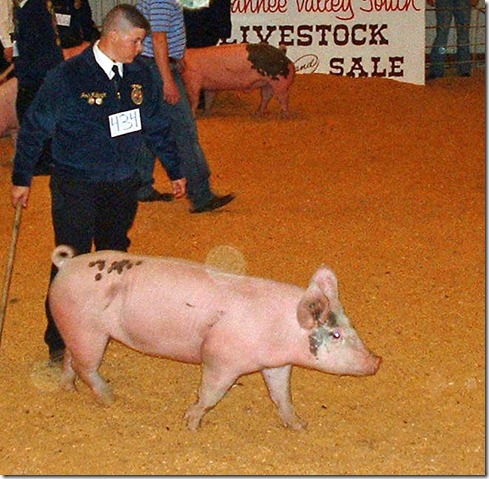 Fair Hog Show 057
