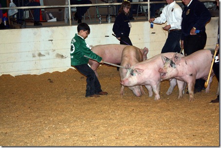 Hog Show 131 Hog Show 131