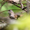 Lincoln's Sparrow