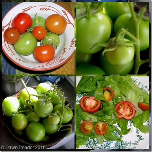 2010-09-141 tomatoes