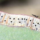 Small wasp on eggs