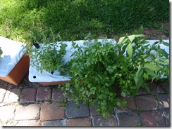 EarthBox Herb Garden-20100425_02