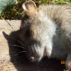 Norway Rat (female)