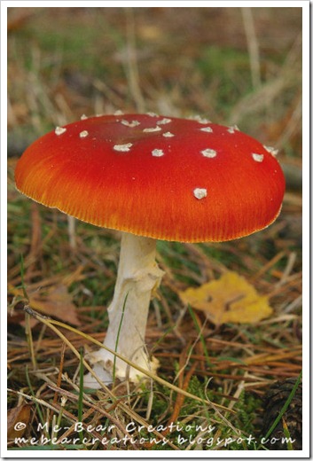 Mushroom_21