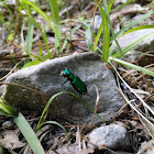 Four Spotted Tiger Beetle