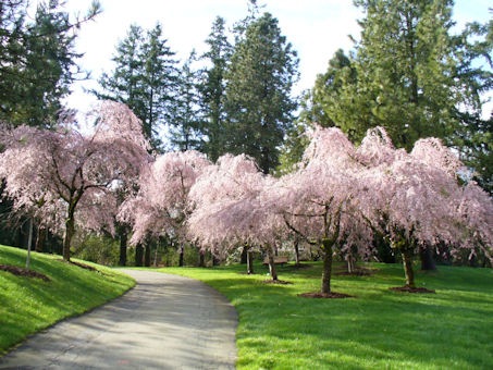 [CherryBlossoms[3].jpg]