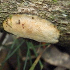 white wood fungus
