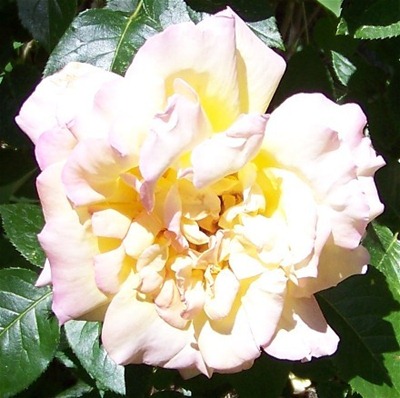 Pink Saturday - Open Pink and Yellow Rose 2009 (440x438)