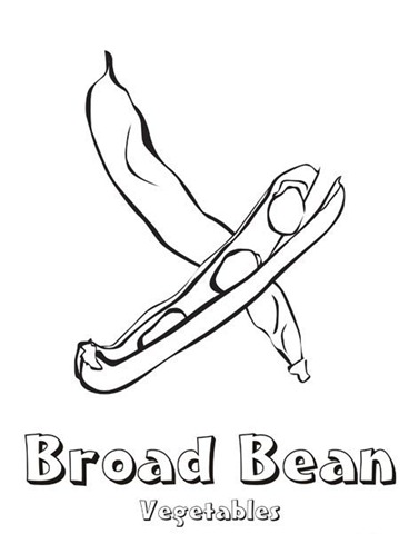 [broad_bean (1)[3].jpg]