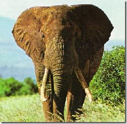 Elefanteafricano