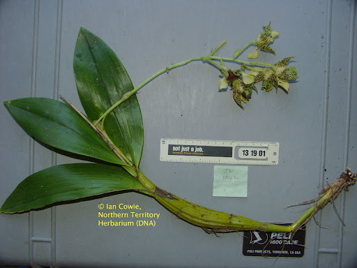 Kata kata Anggrek  Kribo Dendrobium  spectabile