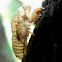 Redeye Cicada (exuvia)