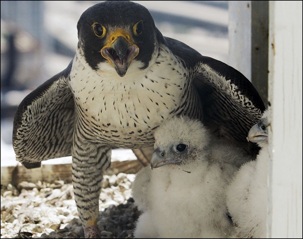 [falcon and chicks2[3].jpg]