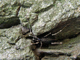 blog, bogarak, Budapest, fotók, fotók. pictures, képek, makró, virágok