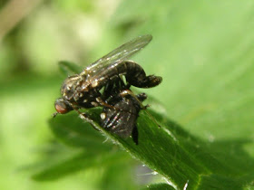 blog, bogarak, Budapest, fotók, fotók. pictures, képek, makró, gyilkosság, virágok, nature, csodás, Alice in Wonderland