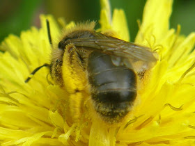 blog, bogarak, Budapest, fotók, fotók. pictures, képek, makró, virágok, nature, csodás, Alice in Wonderland