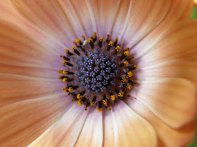 blog, bogarak, Budapest, fotók, fotók. pictures, képek, makró, virágok