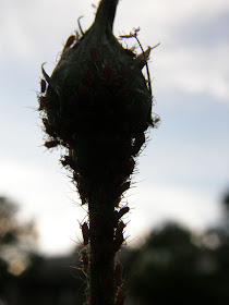 blog, bogarak, Budapest, fotók, fotók. pictures, képek, makró, virágok, Németh Sándor, Hit Gyülekezete, lelkipásztor