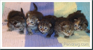 Photo of Siberian kittens at two weeks