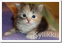 Photo of silver calico Siberian kitten.
