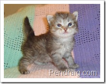 image of breeder quality siberian kitten.