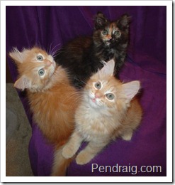 Image of red Siberian kittens and tortie siberian kitten.