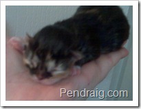 Image of torbie Siberian kitten in Texas.