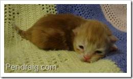 Image of red classic Siberian kitten.