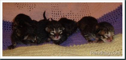 Image of Traditional Siberian Kittens at Pendraig.
