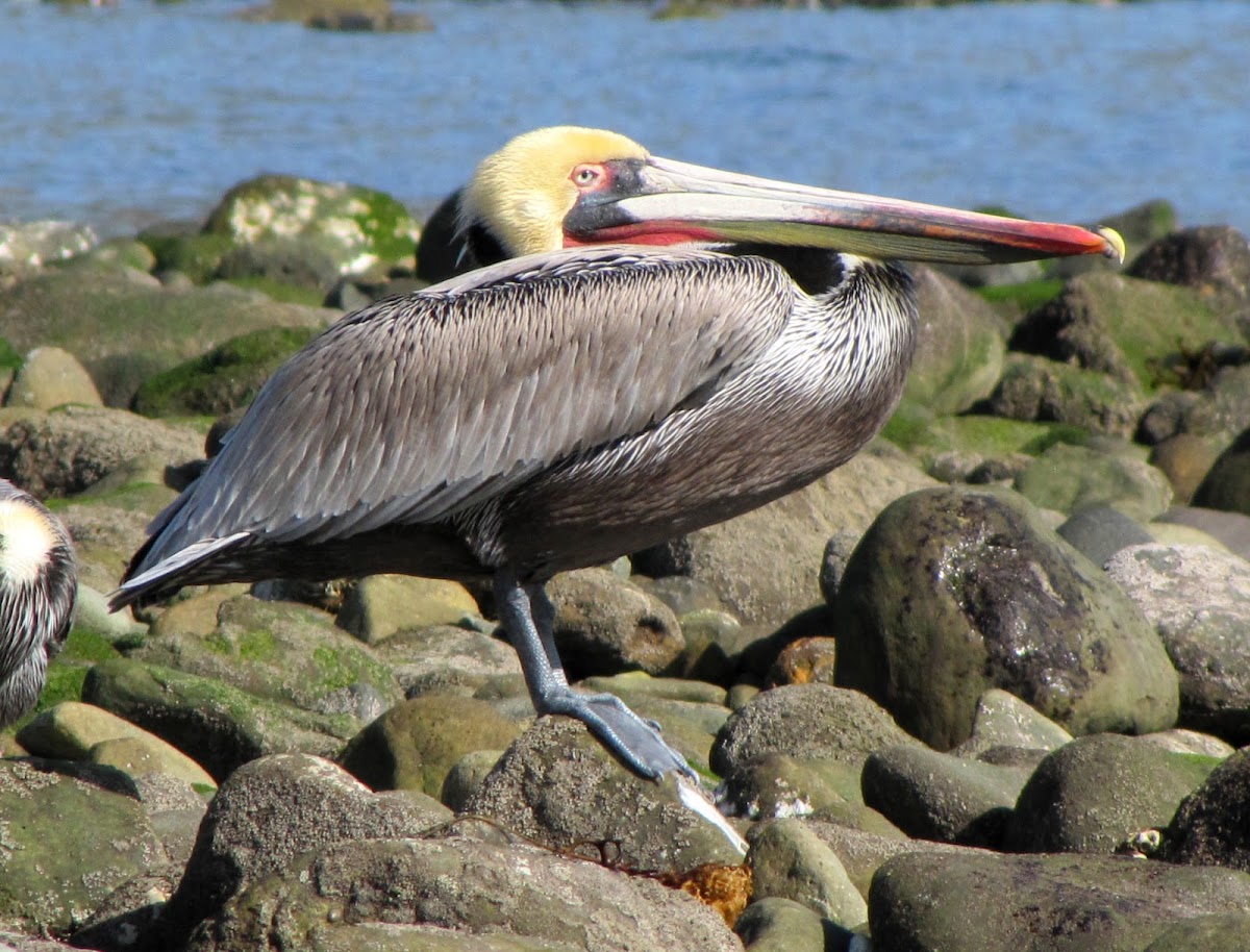 Brown Pelican