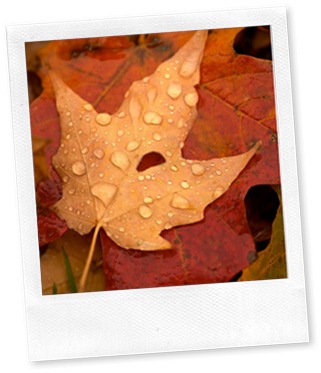 autumn leaves with dew