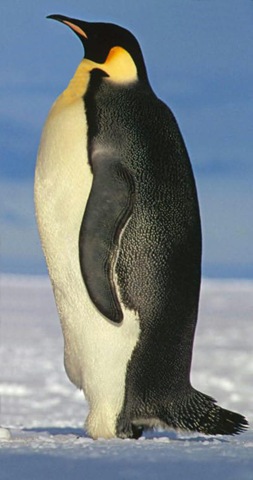 [Pinguim[2].jpg]