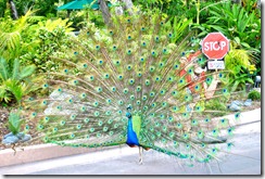 This peacock followed us around the zoo