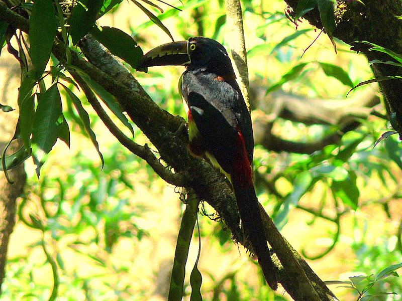 Turismo y viajes: FLORA Y FAUNA DE COSTA RICA