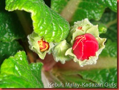 polyanthus (4)
