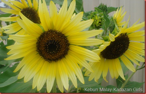 Evening sun sunflower (23)