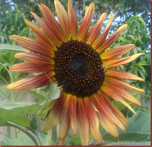 Evening sun sunflower (17)