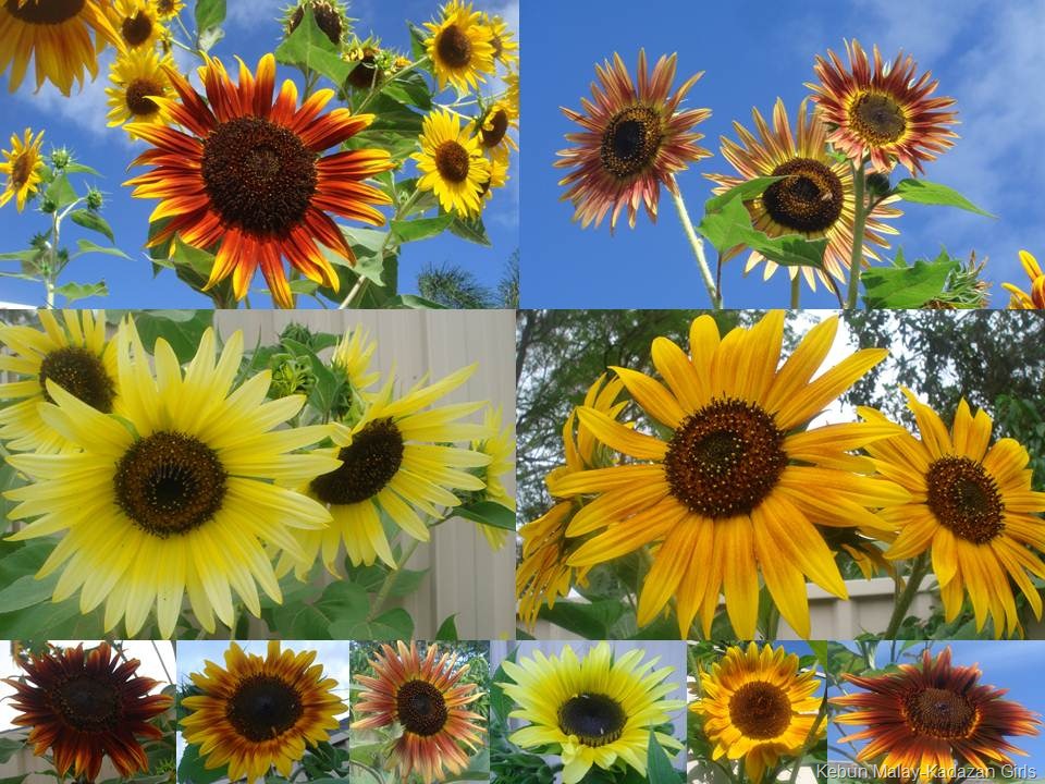 [colourful evening sun sunflower[9].jpg]