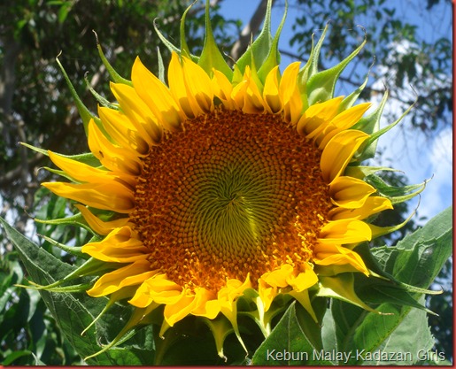 Sunflower mamoth (10)